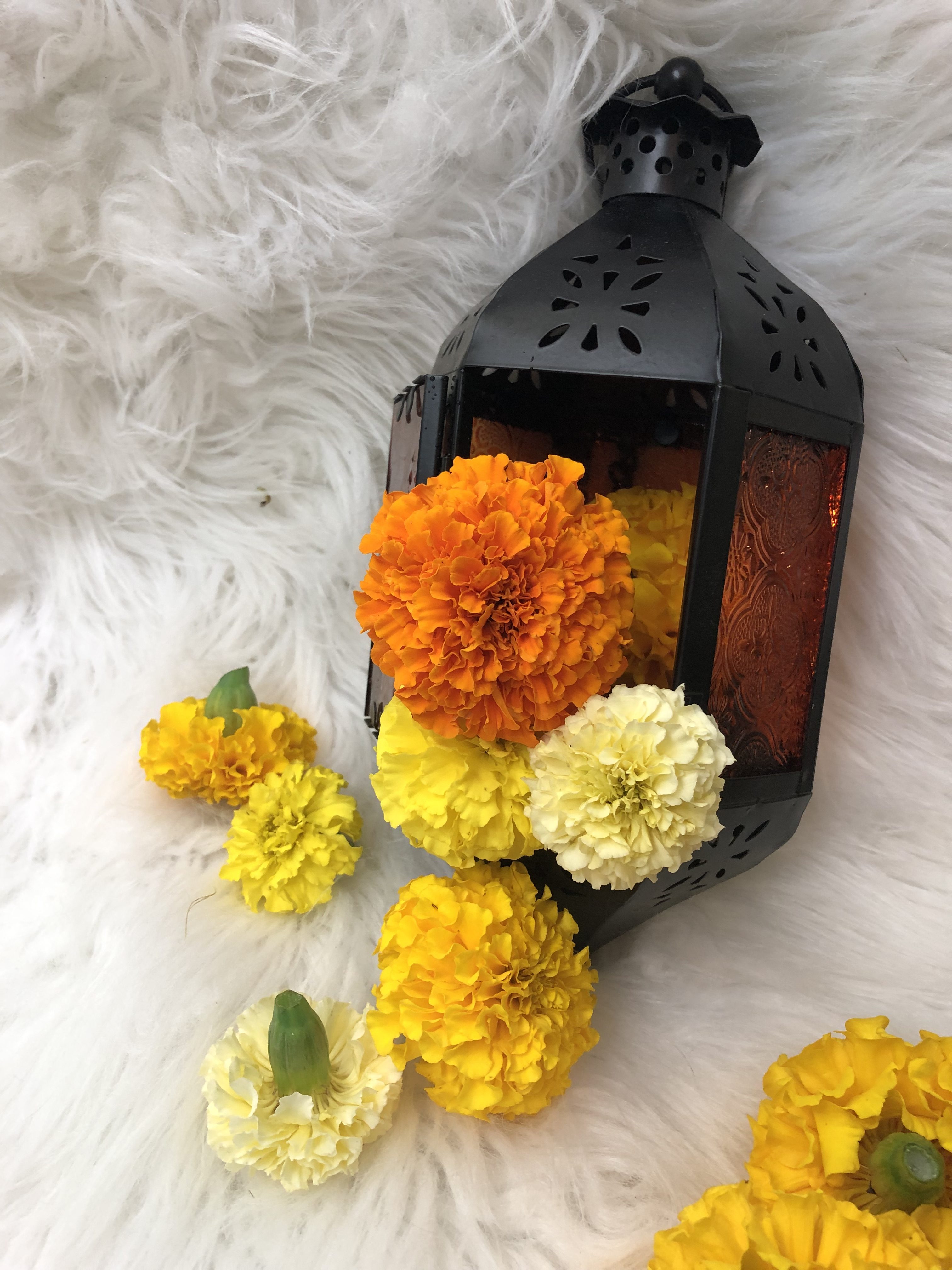 What is the Freedom to Stop and the Freedom to Start? 